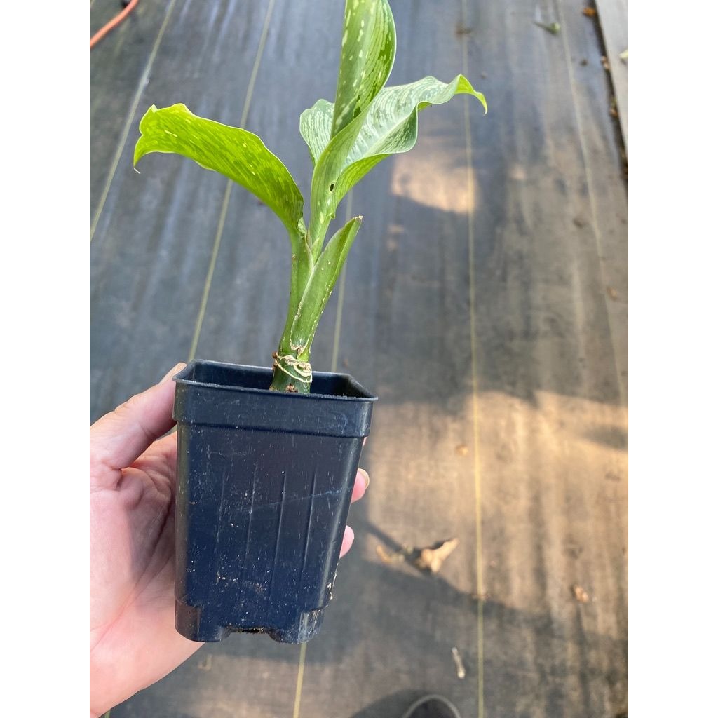 Dieffenbachia Snow Dumb Cane Plant 4 Inch Pot Live Plant