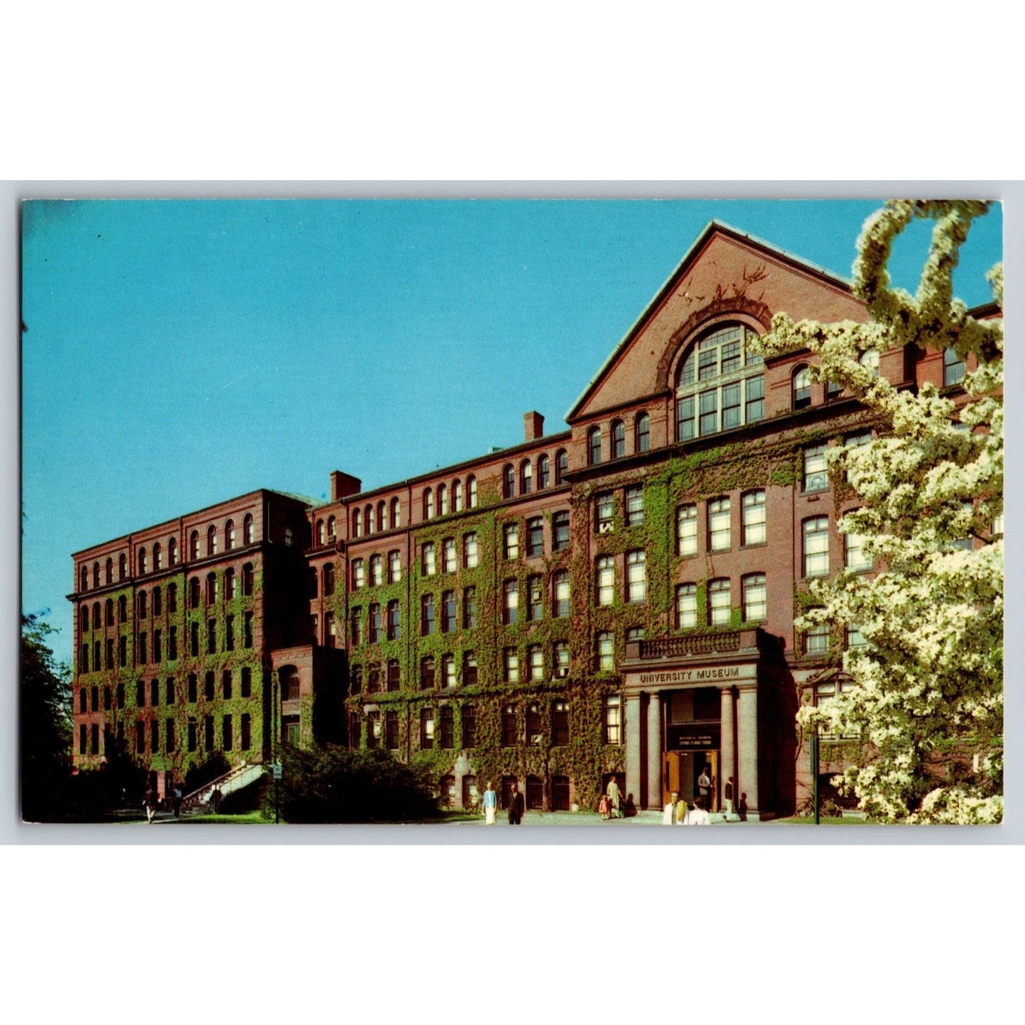 Cambridge MA Massachusetts Harvard University Museum Ivy Covered Postcard