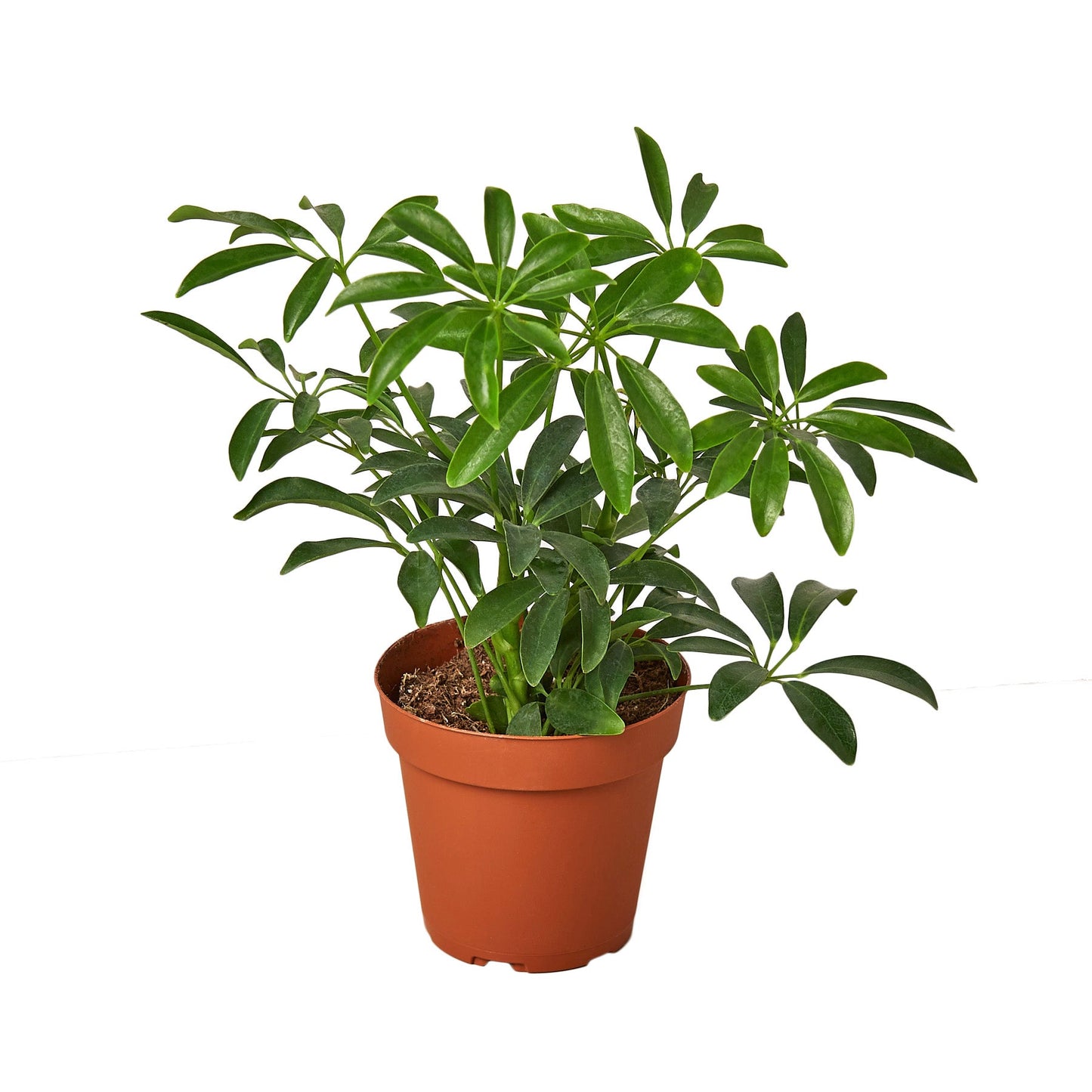 Schefflera Arboricola Dwarf Umbrella Tree Live Plant Multiple Sizes Available