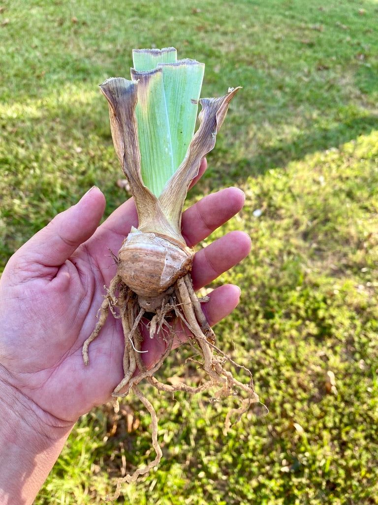 Iris Bearded French Cancan Reblooming Germanica Iris #1 Size Rhizome