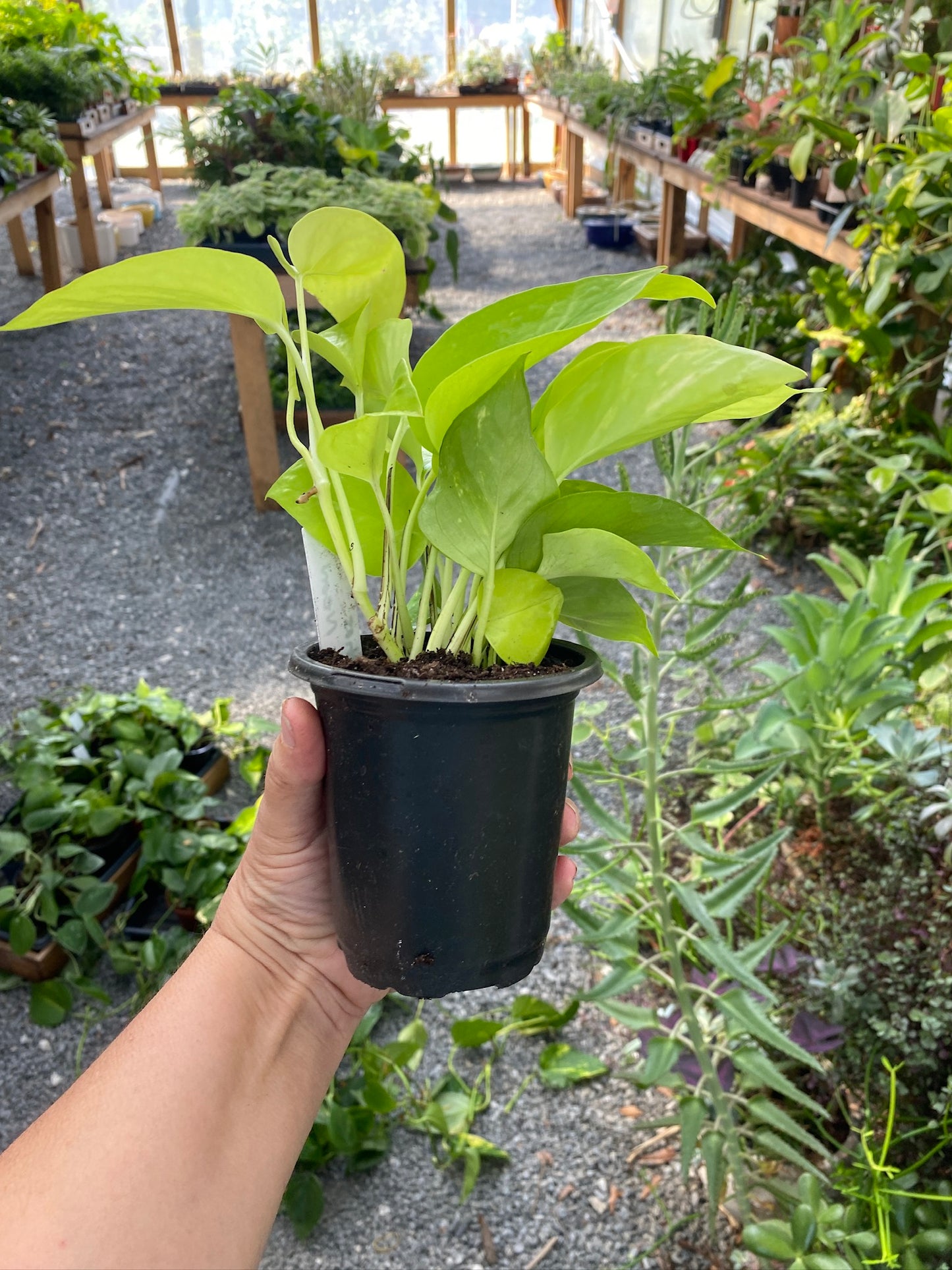 Pothos or Devil's Ivy Neon 4" Pot Live Plant