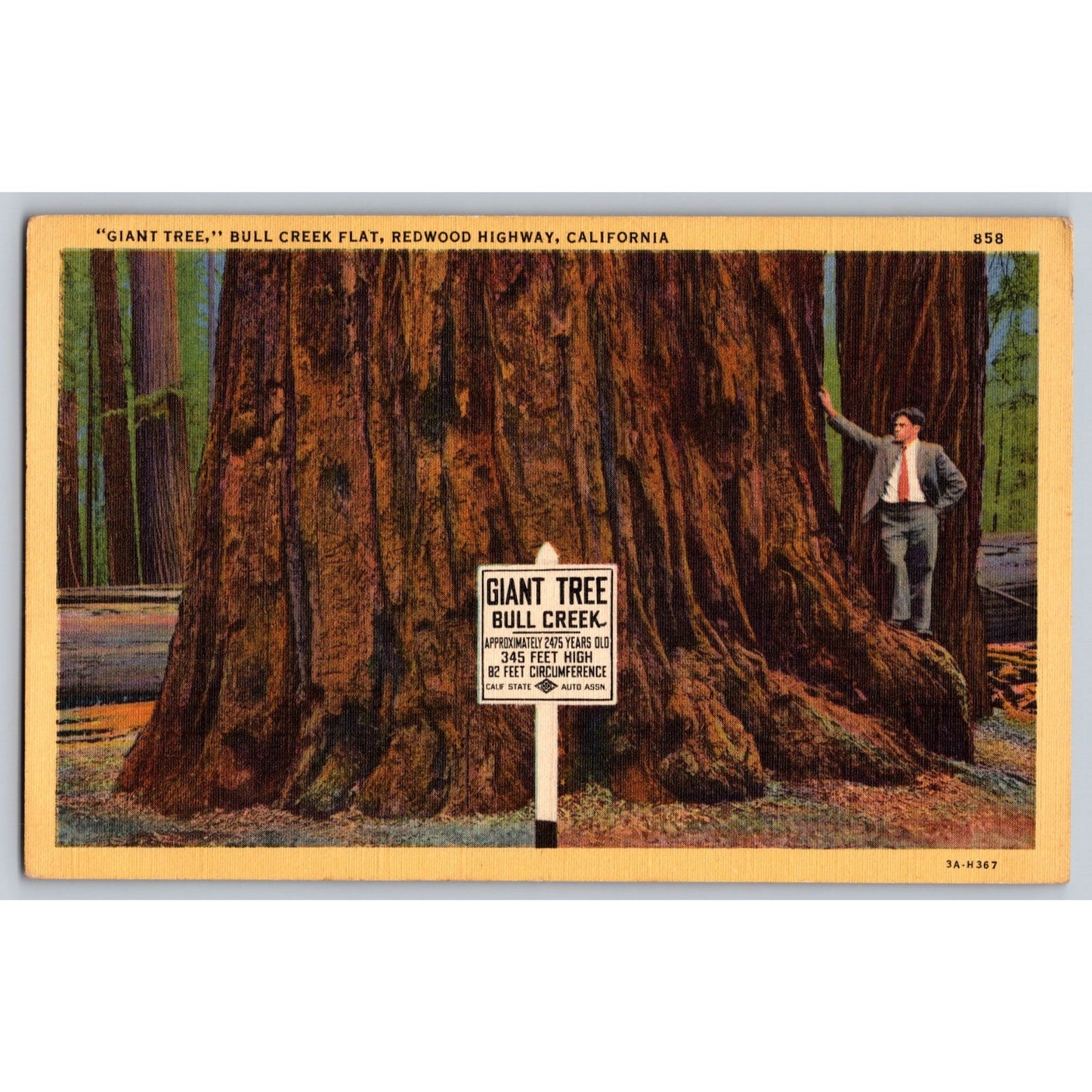 Prairie Creek CA California Redwood Highway Giant Tree Linen Postcard Unused