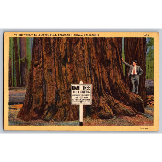 Prairie Creek CA California Redwood Highway Giant Tree Linen Postcard Unused