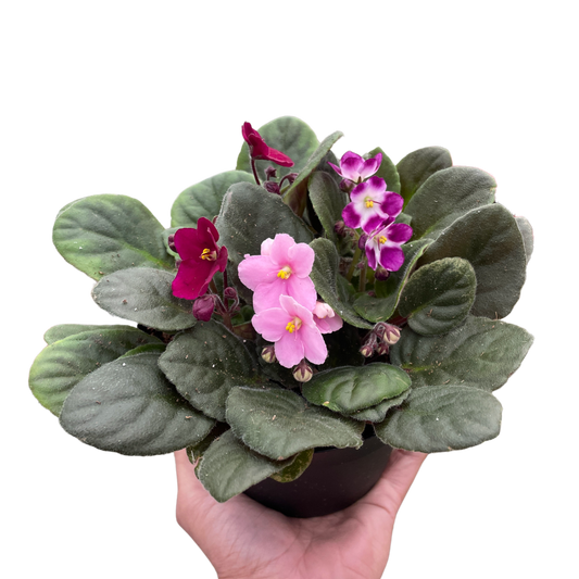 African Violet Purple Saintpaulia ionantha