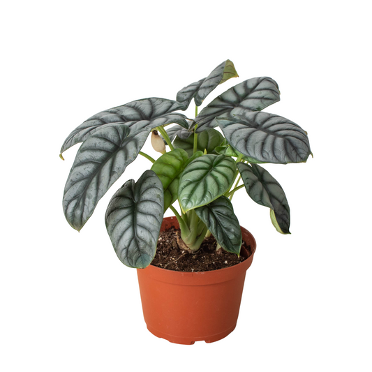 Alocasia Silver Dragon Elephant Ear Live Plant