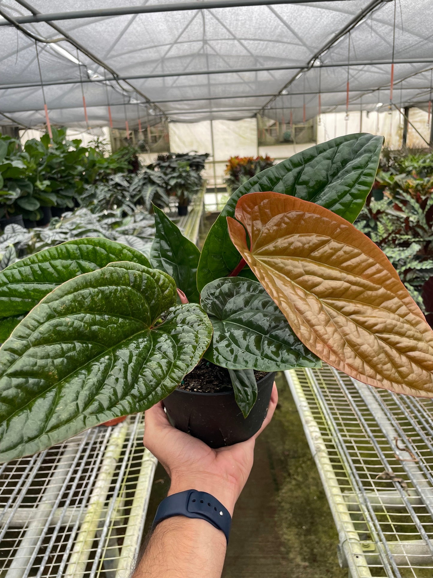 Anthurium 'Radicans x Luxurians' Live Plant