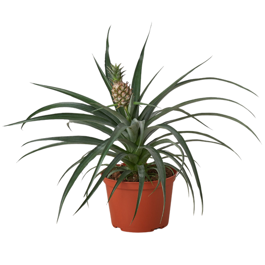 Bromeliad Yellow Pineapple 6" Pot Live Plant