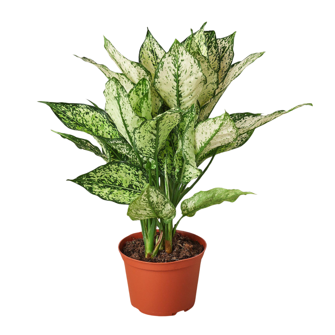 Aglaonema First Diamond Chinese Evergreen Siam Snow White Live Plant