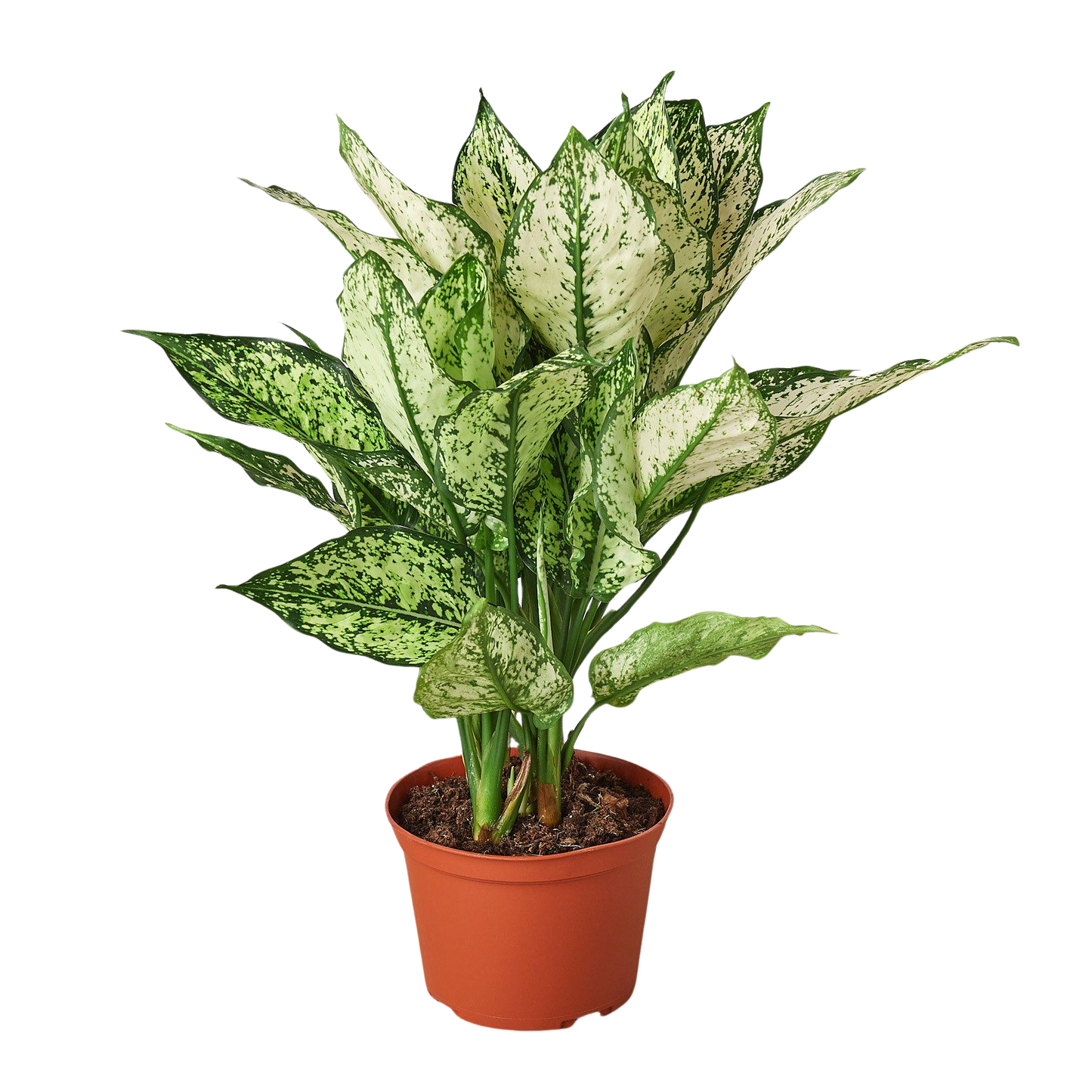 Aglaonema First Diamond Chinese Evergreen Siam Snow White Live Plant