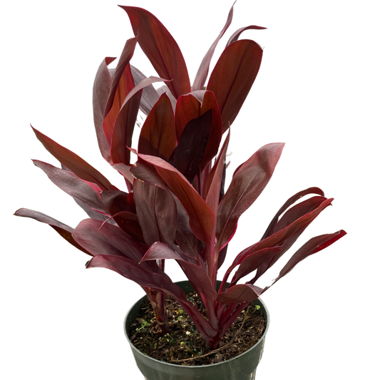 Cordyline Calypso Queen Cordyline fruticosa Beautiful Red Live Plant