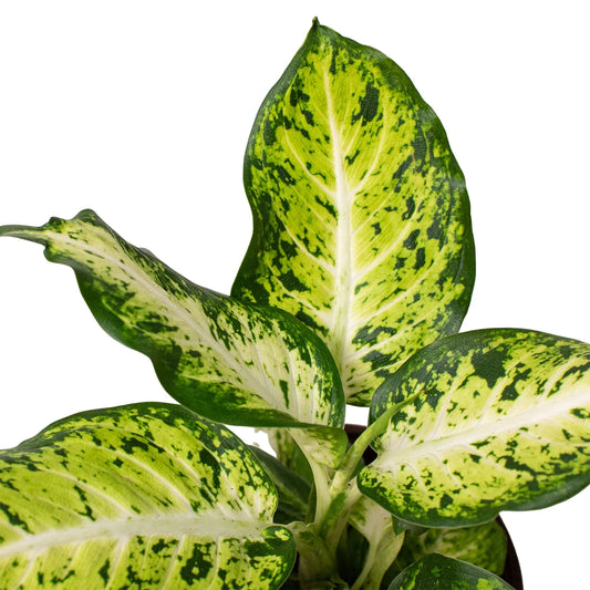 Dieffenbachia Amy Dumb Cane 6" Pot Live Plant