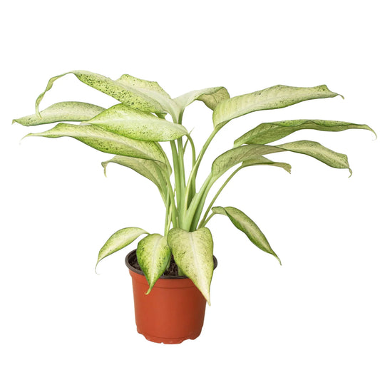 Dieffenbachia Camouflage Dumb Cane Live Plant