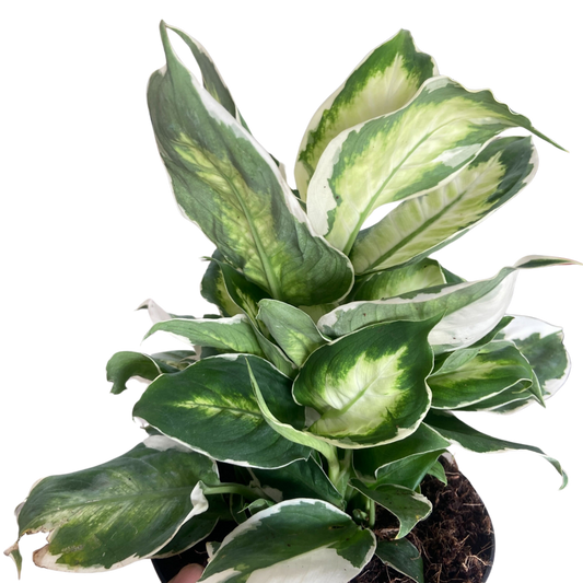 Dieffenbachia Cool Beauty Dumb Cane 6" Pot Live Plant