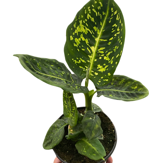 Dieffenbachia Reflector Dumb Cane Live Plant