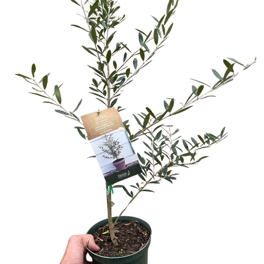 Common Olive Tree Olea europaea 6" Pot Live Plant