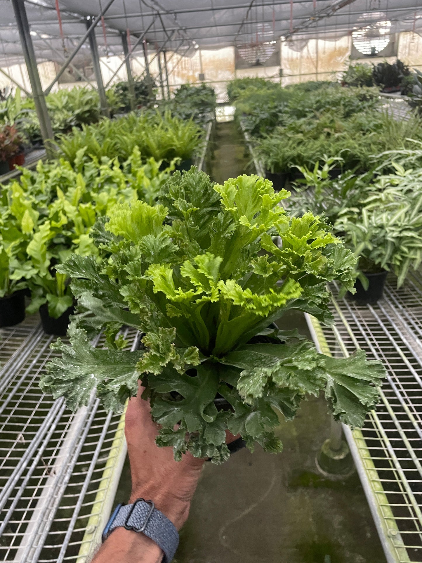 Fern Bird’s Nest Leslie Fern Live Plant