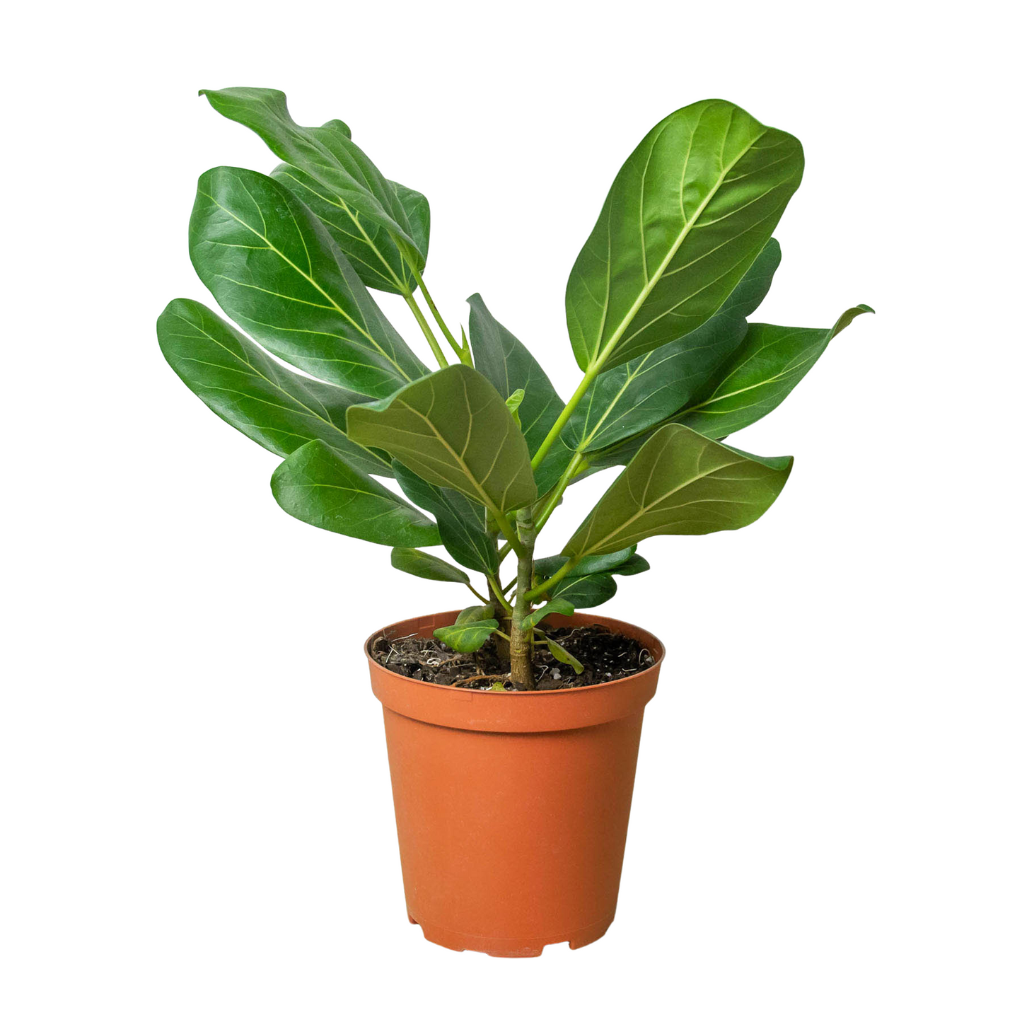 Ficus Elastica Audrey Live Plant Mulitiple Sizes Available