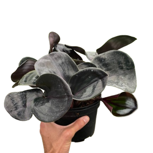 Geogenanthus Ciliatus Geo Plant Black 6" Pot Live Plant