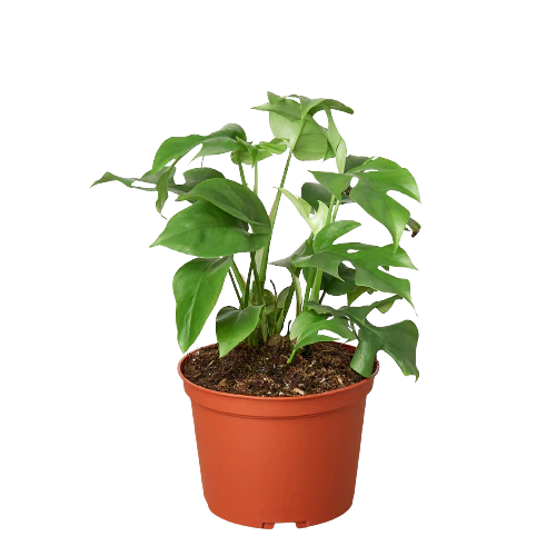 Rhaphidophora Tetrasperma Mini Monstera Minima Cheese Plant Lite Live Plant Multiple Sizes Available