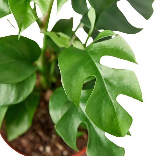 Rhaphidophora Tetrasperma Mini Monstera Minima Cheese Plant Lite Live Plant Multiple Sizes Available