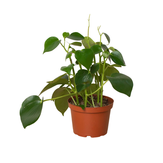 Peperomia Raindrop Coin Plant Radiator Plant Live Plant Multiple Sizes Available