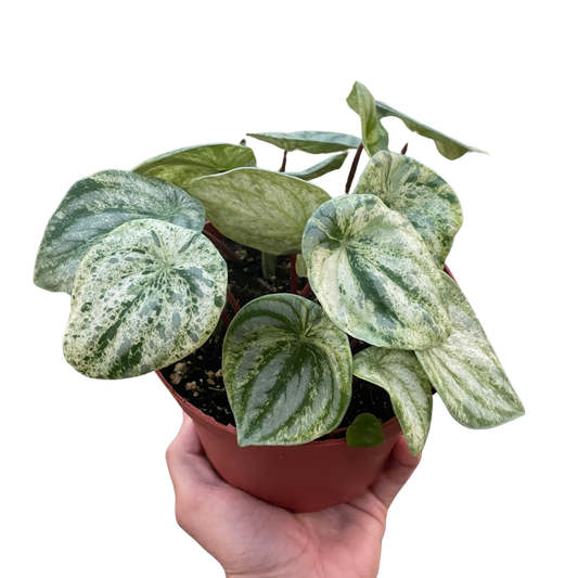 Peperomia Argyreia Watermelon Variegated Live Plant Multiple Sizes Available