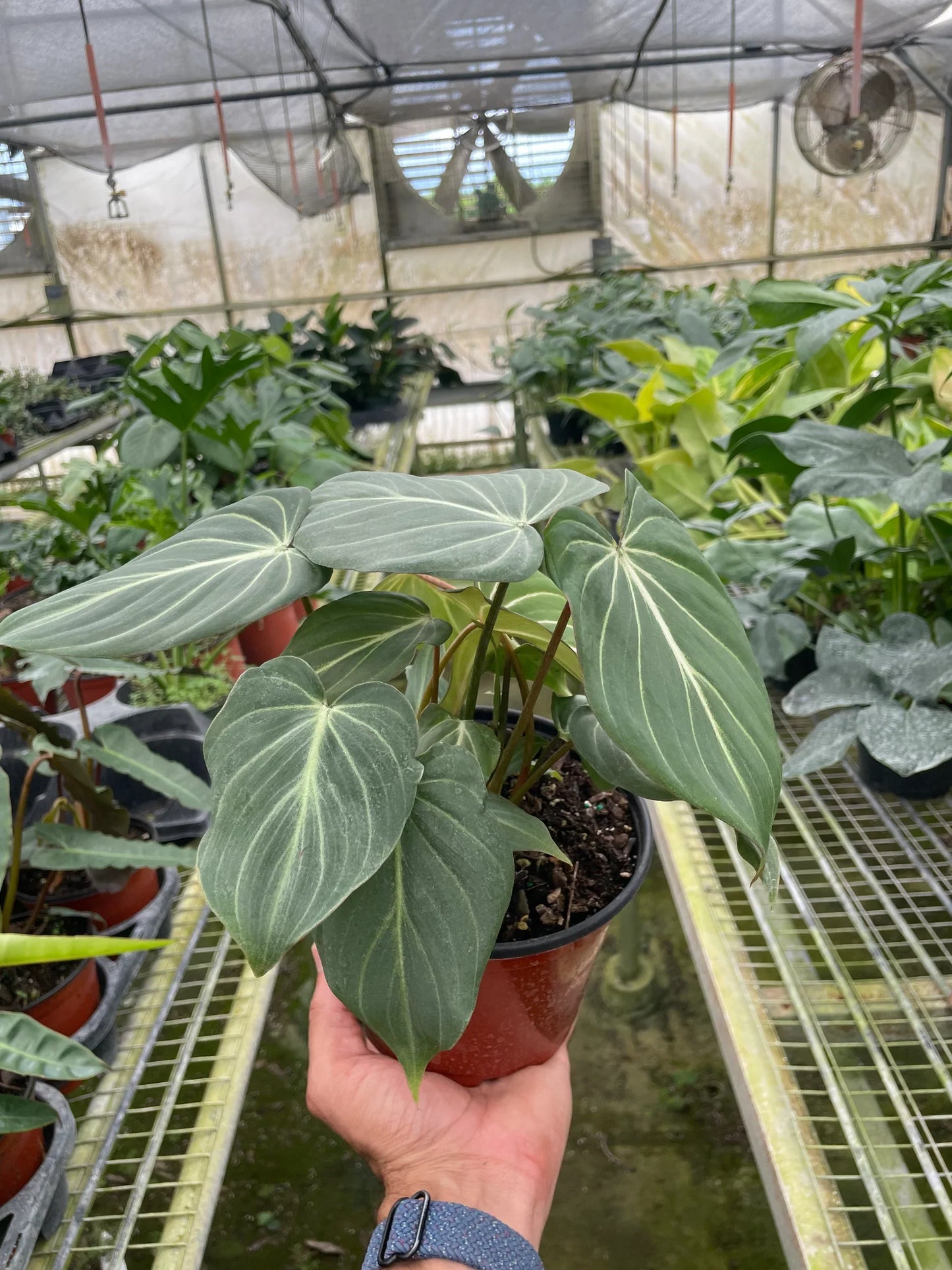 Philodendron Zebra Gloriosum Live Plant Multiple Sizes Available