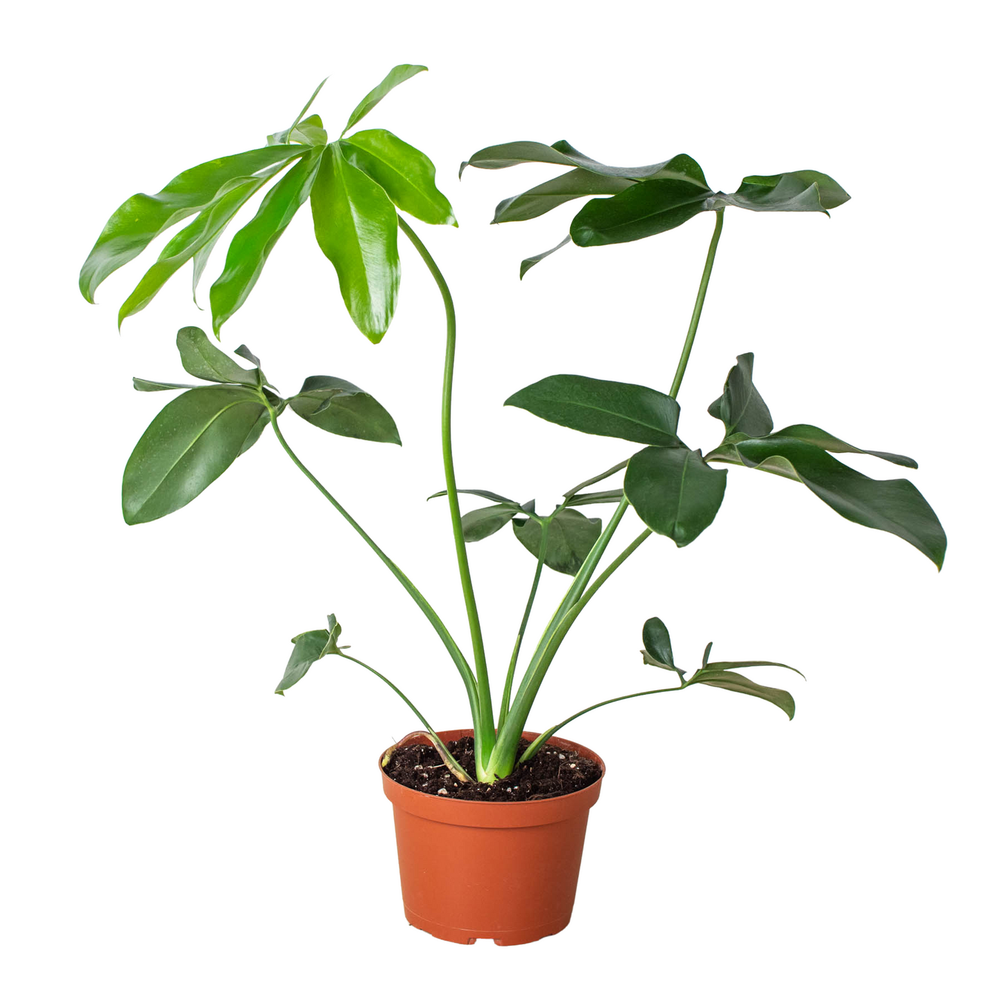 Philodendron Goeldii Finger Leaf Fun Bun Live Plant Multi Sizes Available