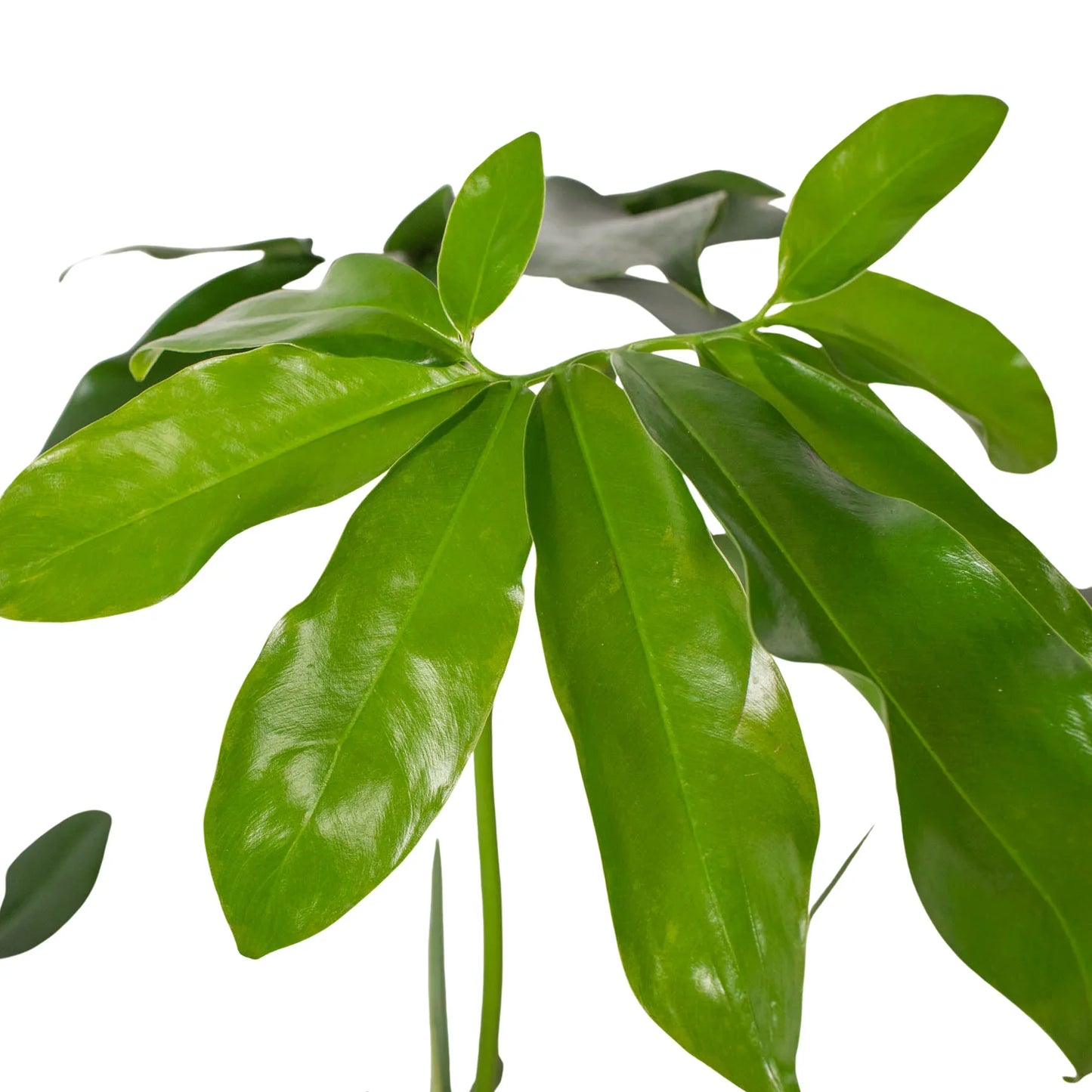 Philodendron Goeldii Finger Leaf Fun Bun Live Plant Multi Sizes Available