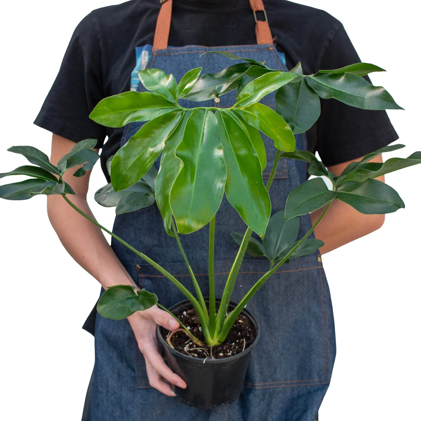 Philodendron Goeldii Finger Leaf Fun Bun Live Plant Multi Sizes Available