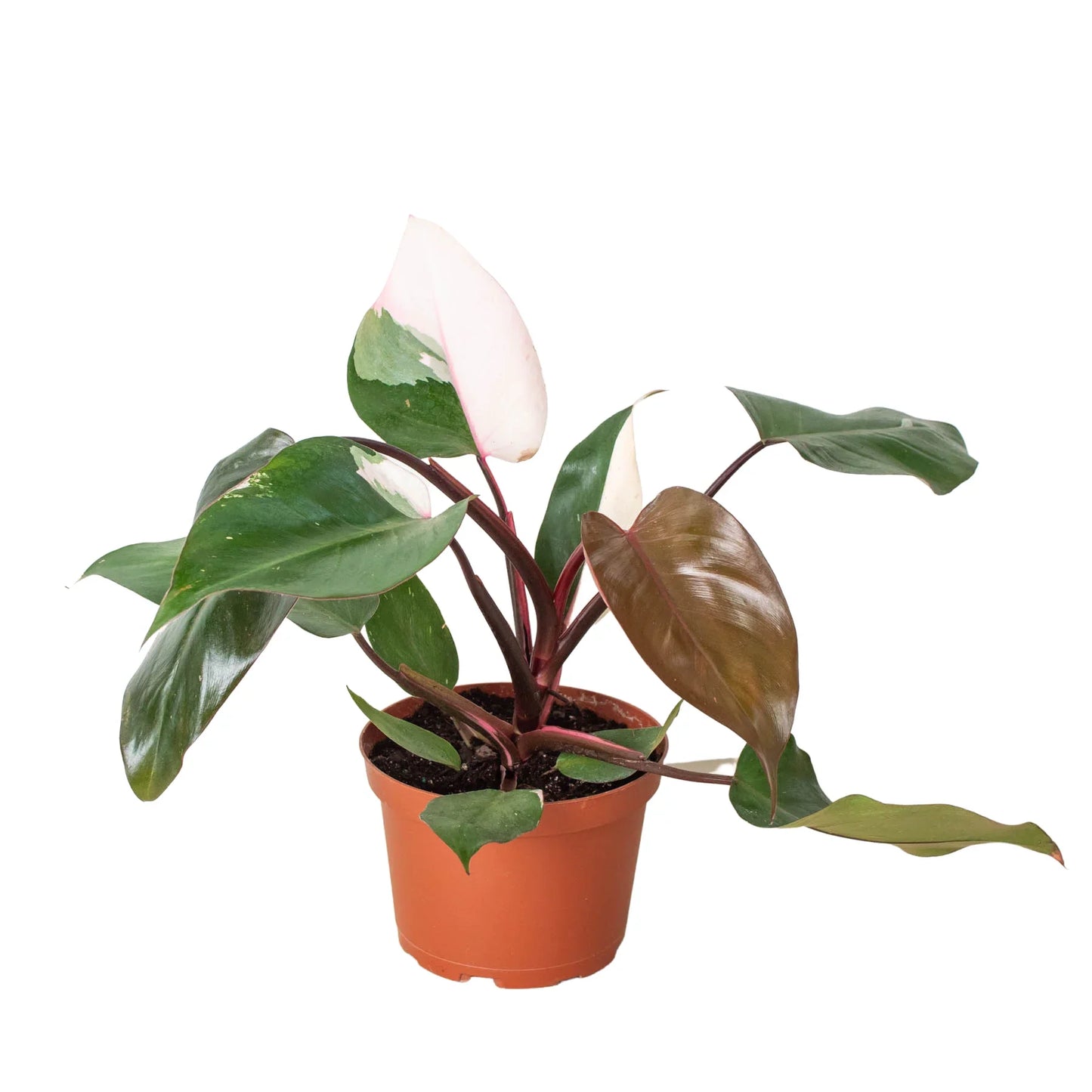 Philodendron Pink Princess Live Plant Multiple Sizes Available