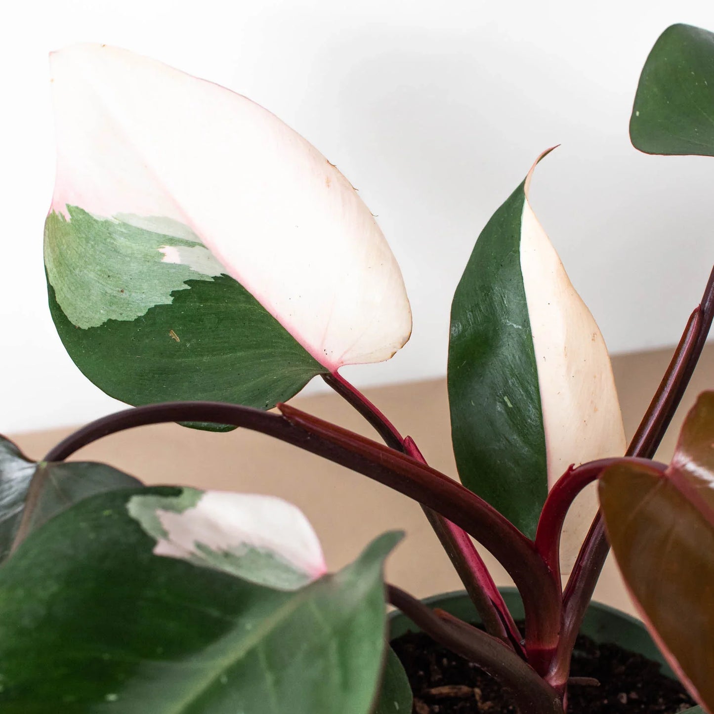 Philodendron Pink Princess Live Plant Multiple Sizes Available