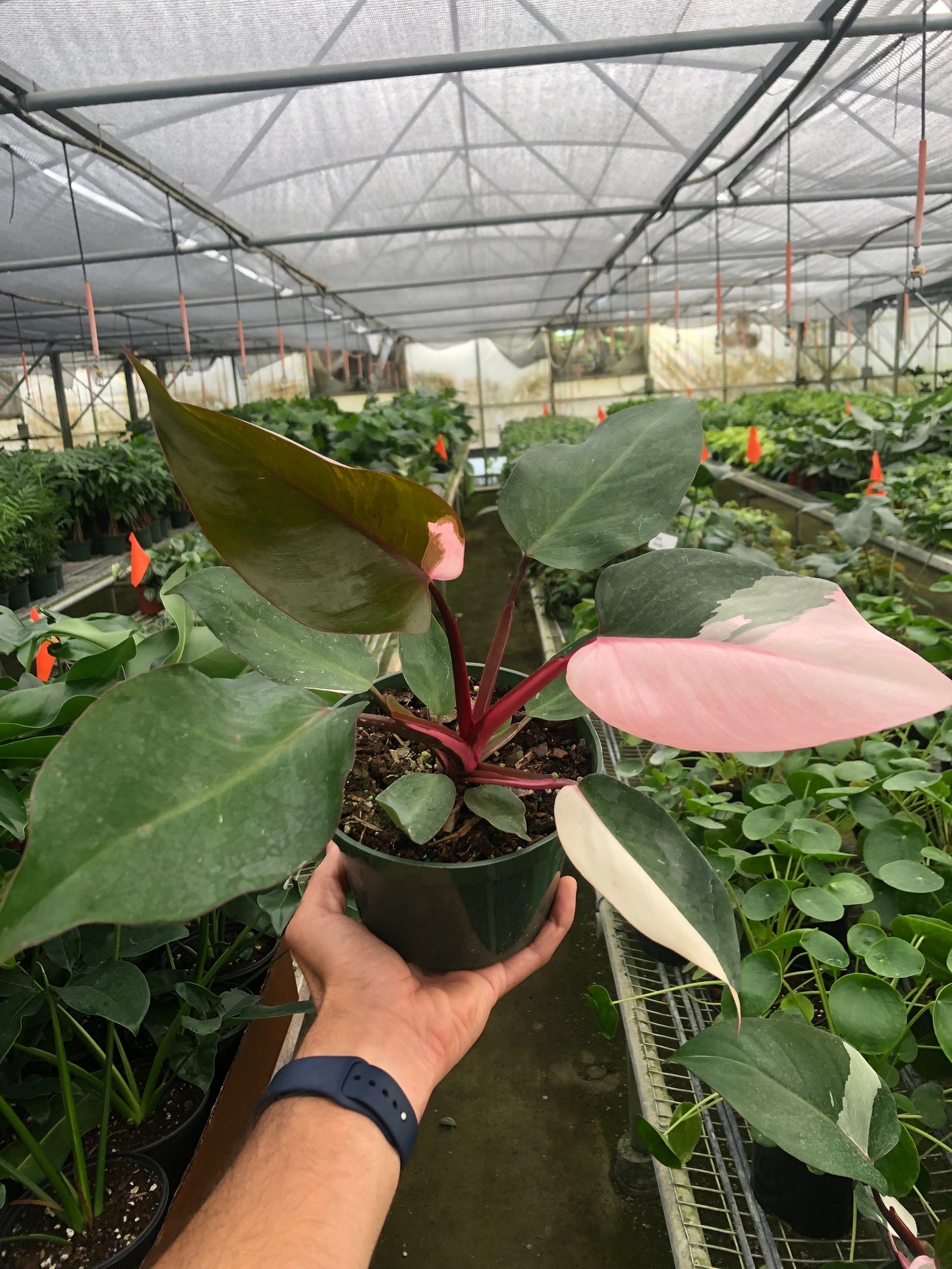 Philodendron Pink Princess Live Plant Multiple Sizes Available