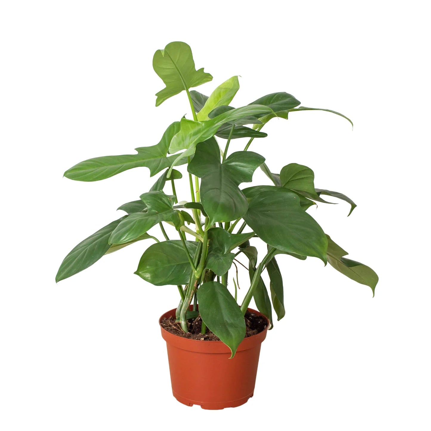 Philodendron Silver Sword Philodendron hastatum Live Plant Multiple Sizes Available