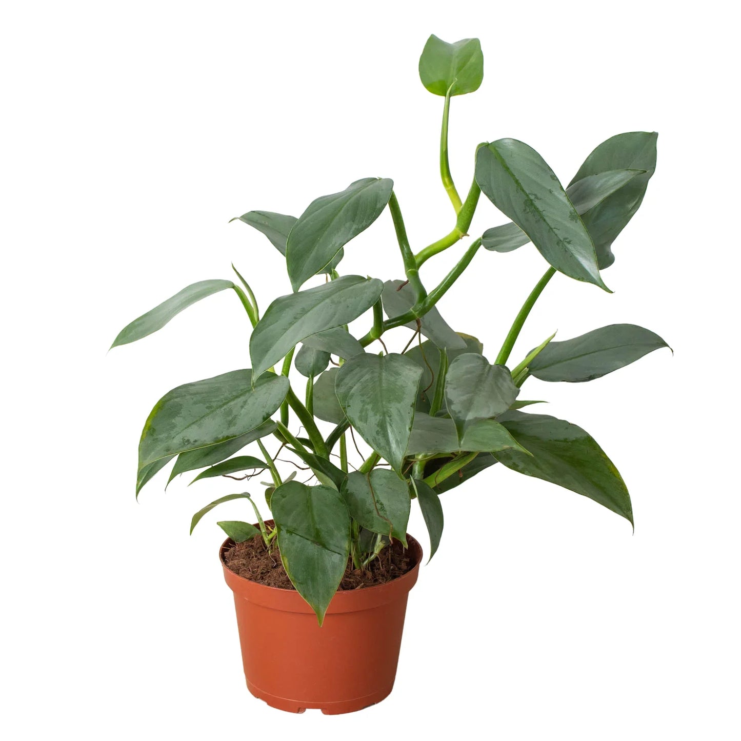 Philodendron Silver Sword Philodendron hastatum Live Plant Multiple Sizes Available