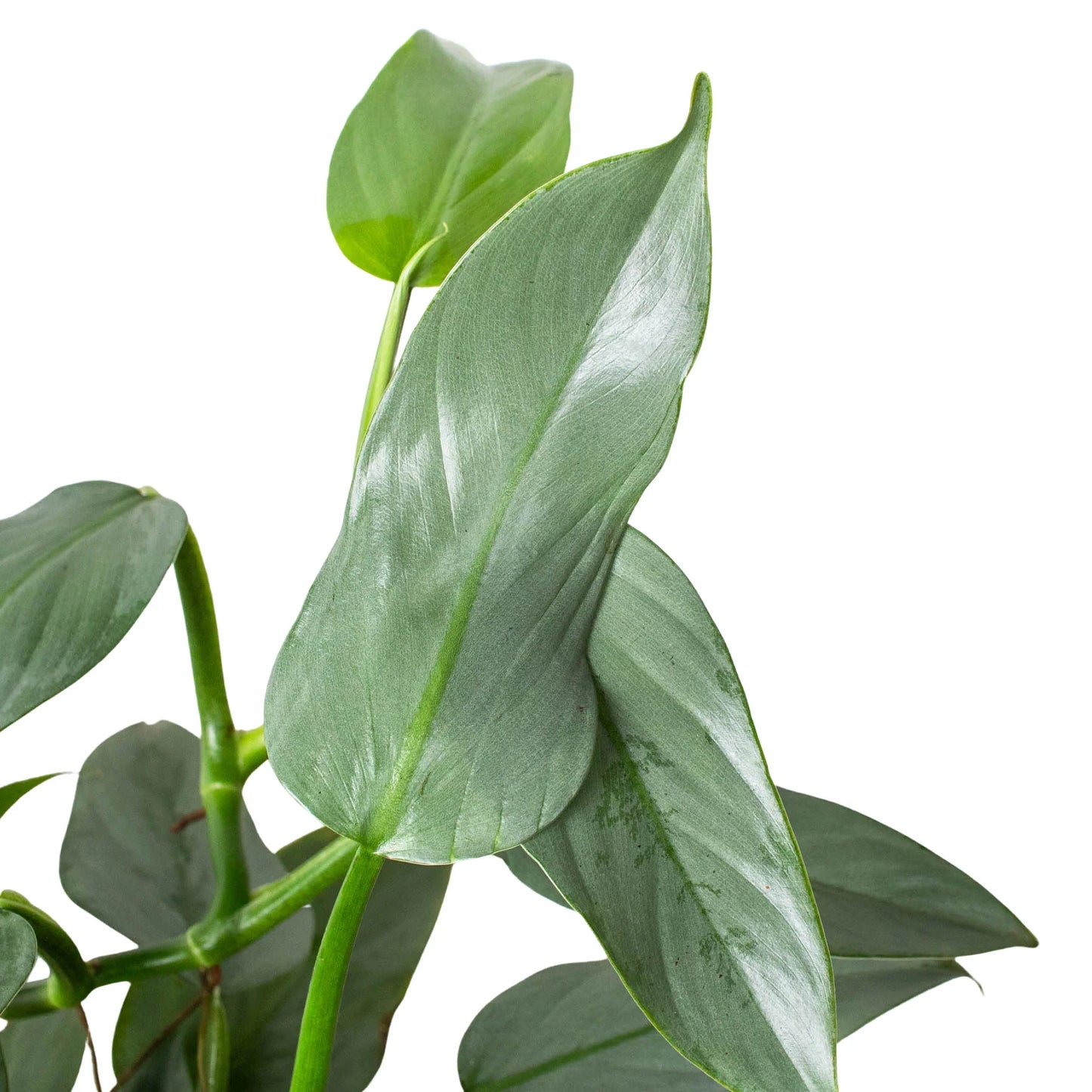 Philodendron Silver Sword Philodendron hastatum Live Plant Multiple Sizes Available