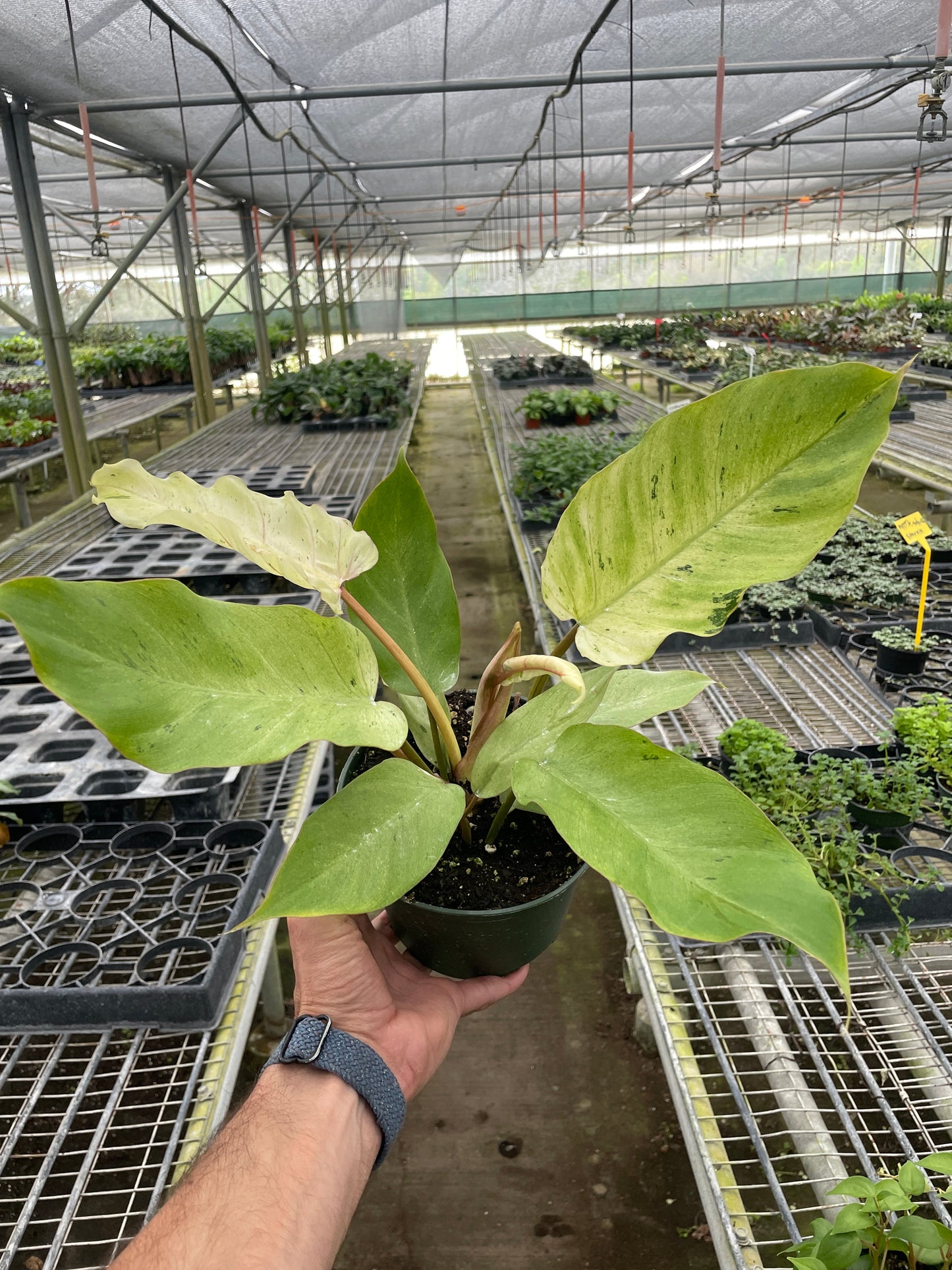 Philodendron Snowdrift Live Plant Multiple Sizes Available