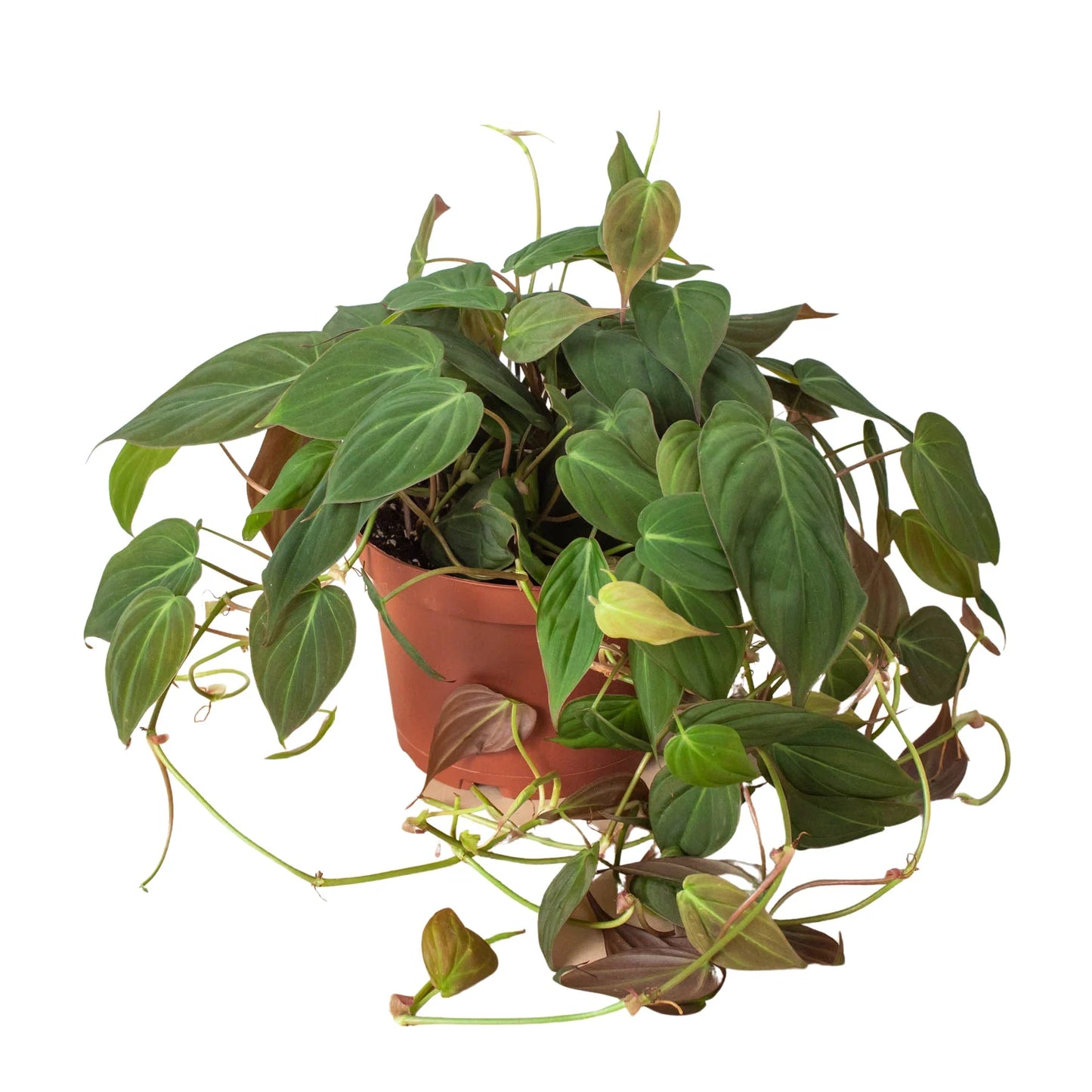 Philodendron Hederaceum Velvet Micans Heartleaf Live Plant Multiple Sizes Available