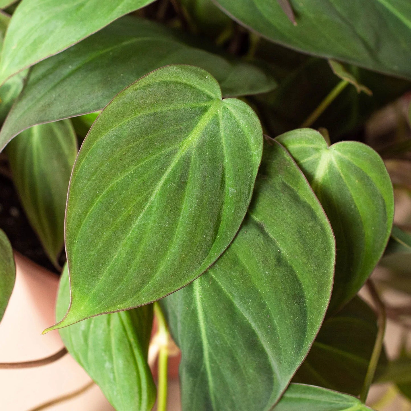 Philodendron Hederaceum Velvet Micans Heartleaf Live Plant Multiple Sizes Available