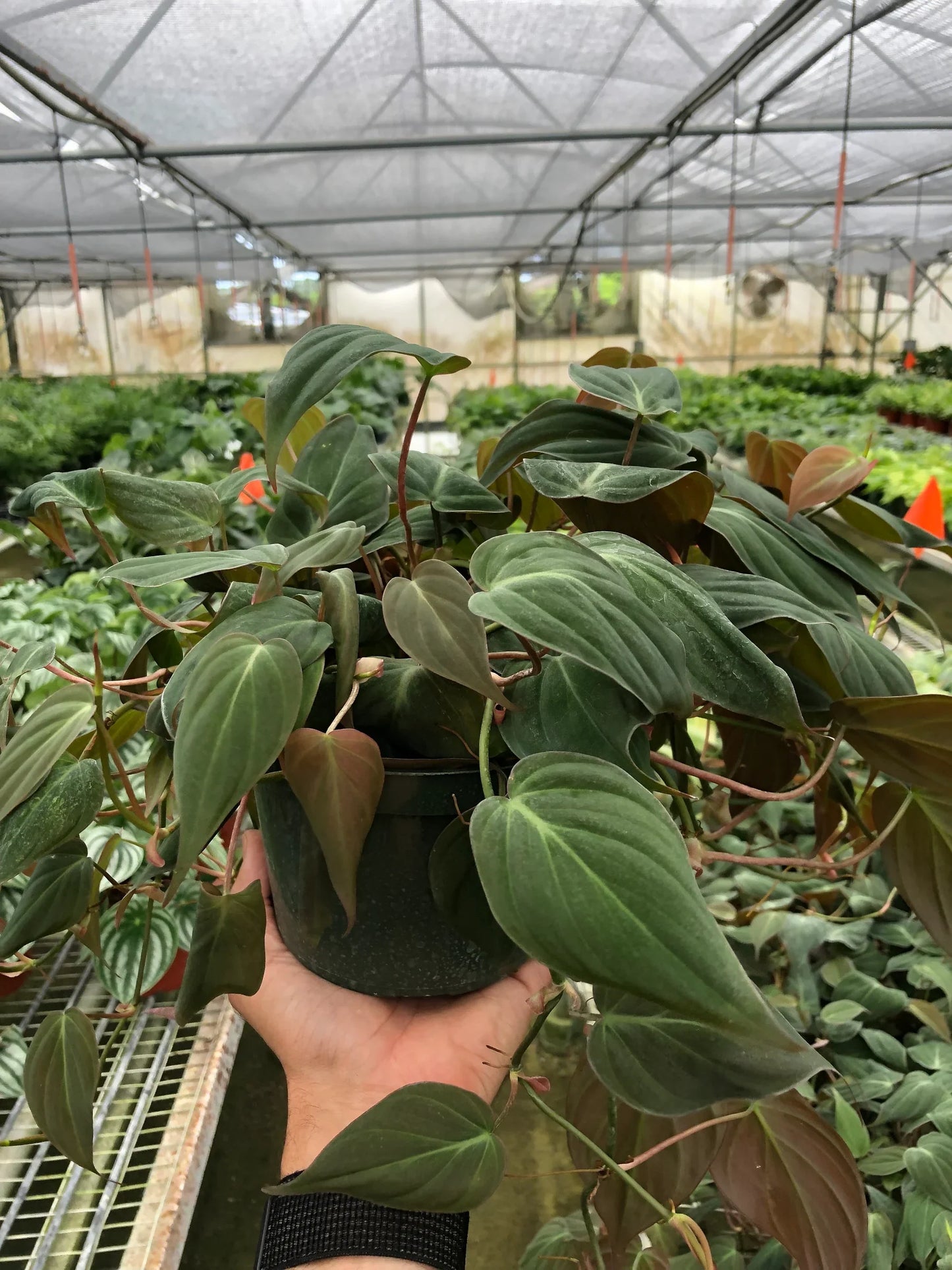 Philodendron Hederaceum Velvet Micans Heartleaf Live Plant Multiple Sizes Available