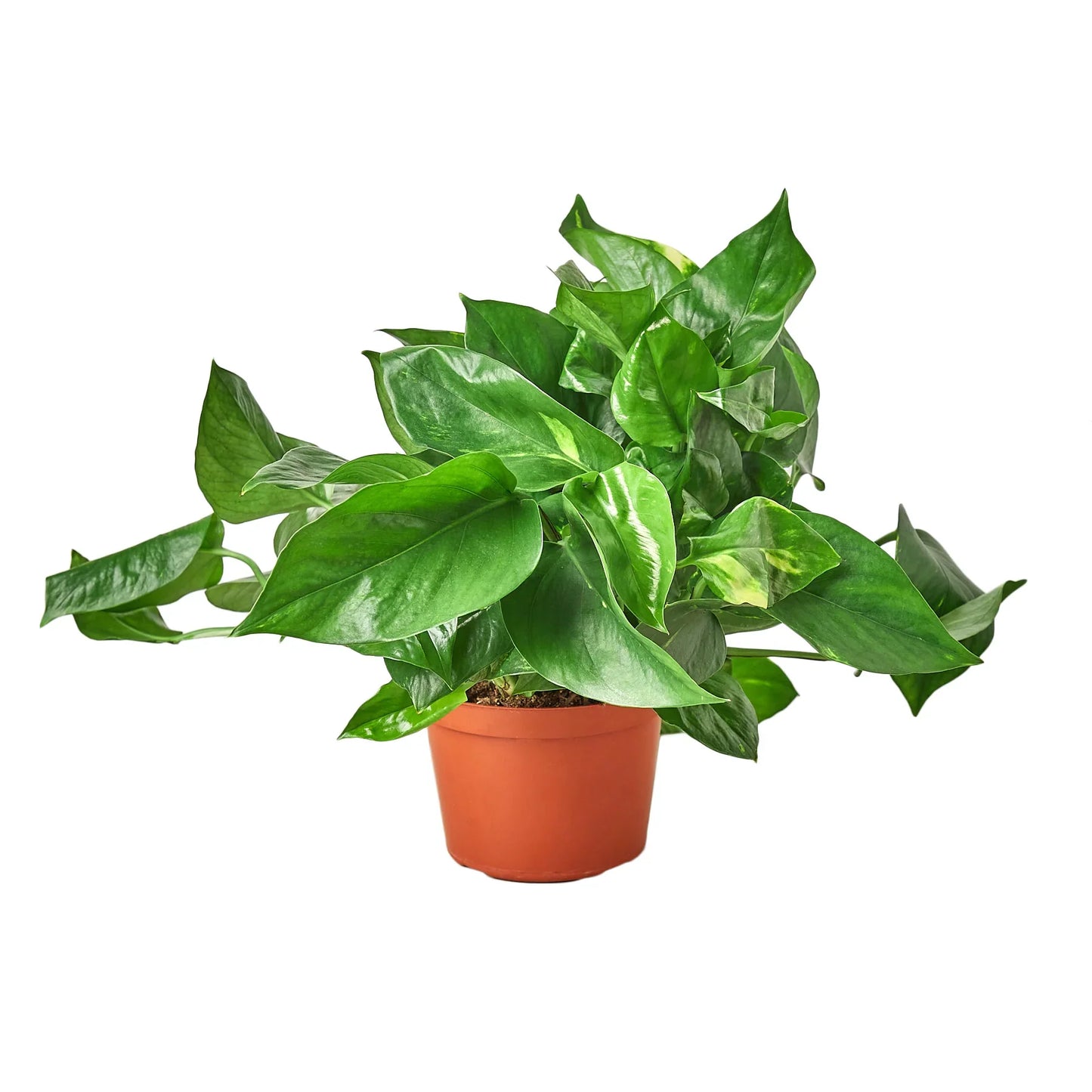 Pothos Golden Epipremnum Aureum Devil's Ivy Multiple Sizes Available