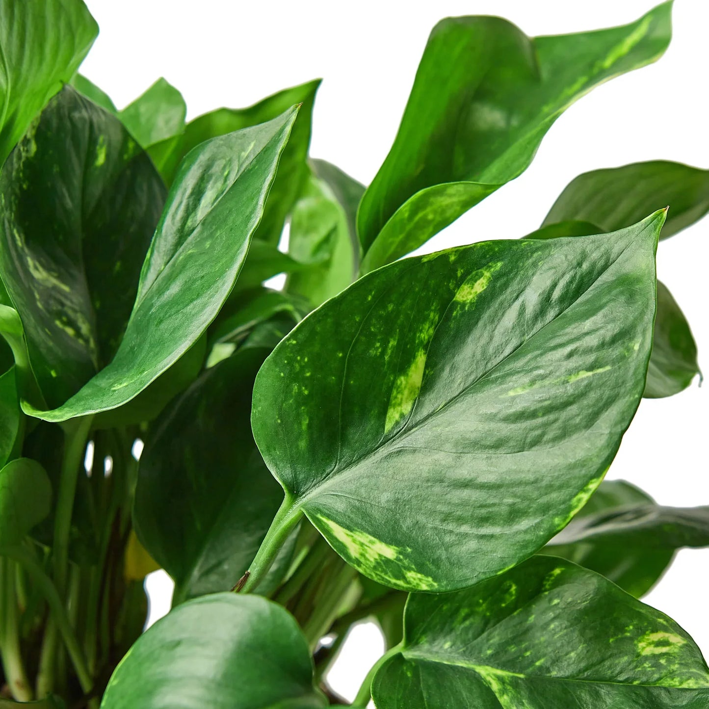 Pothos Golden Epipremnum Aureum Devil's Ivy Multiple Sizes Available