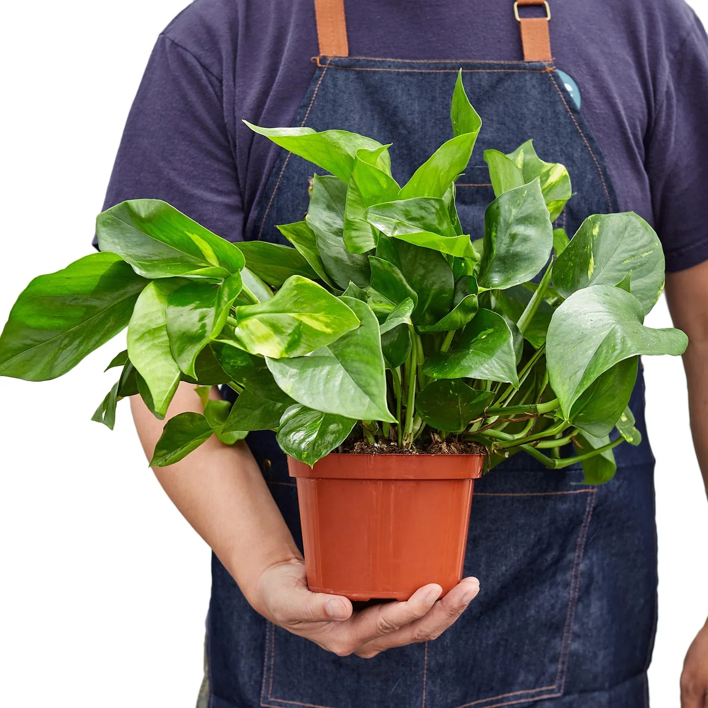 Pothos Golden Epipremnum Aureum Devil's Ivy Multiple Sizes Available