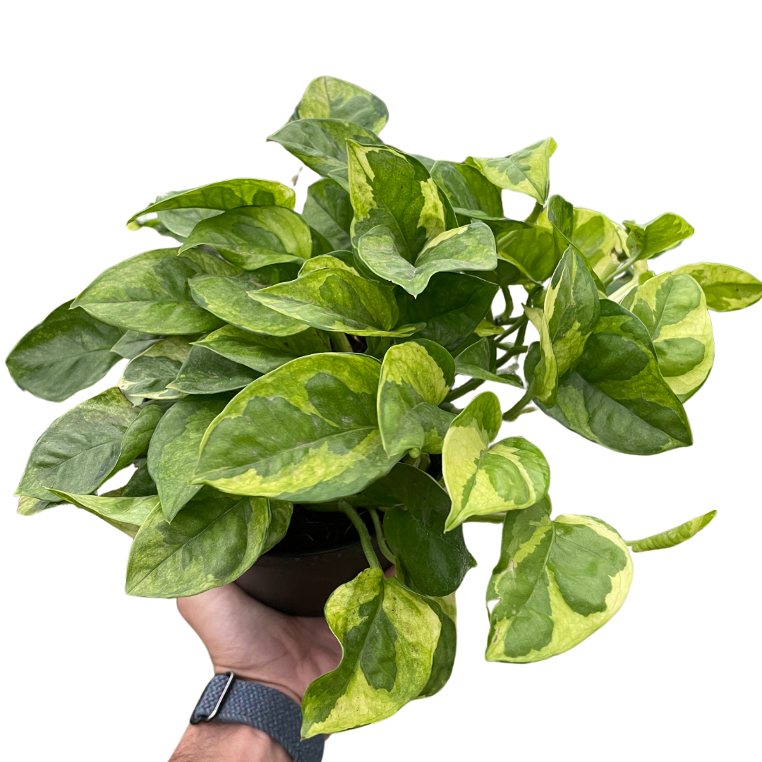 Pothos Lemon Meringue Epipremnum aureum Devil's 6" Pot Ivy Live plant