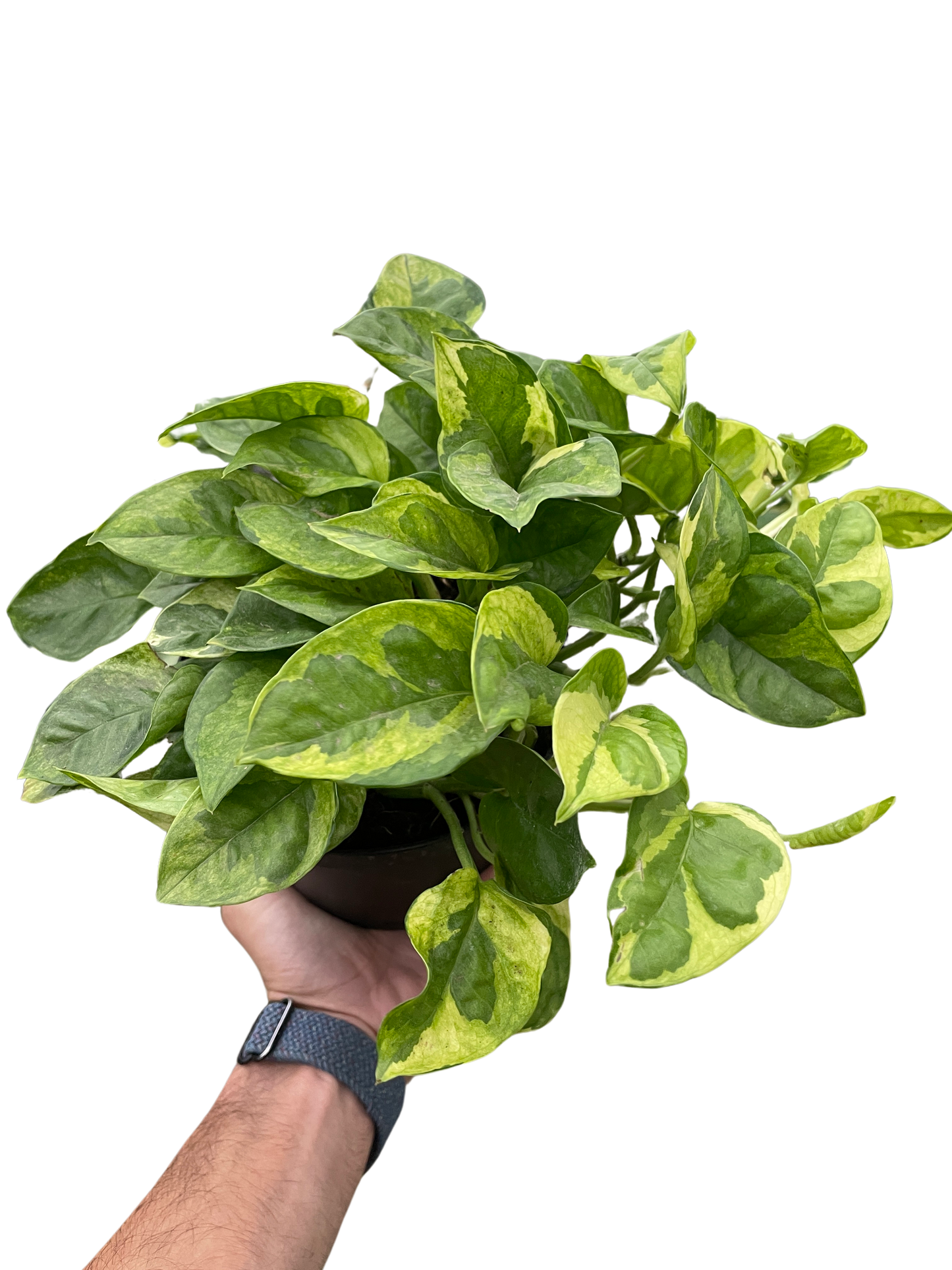 Pothos Lemon Meringue Epipremnum aureum Devil's 6" Pot Ivy Live plant