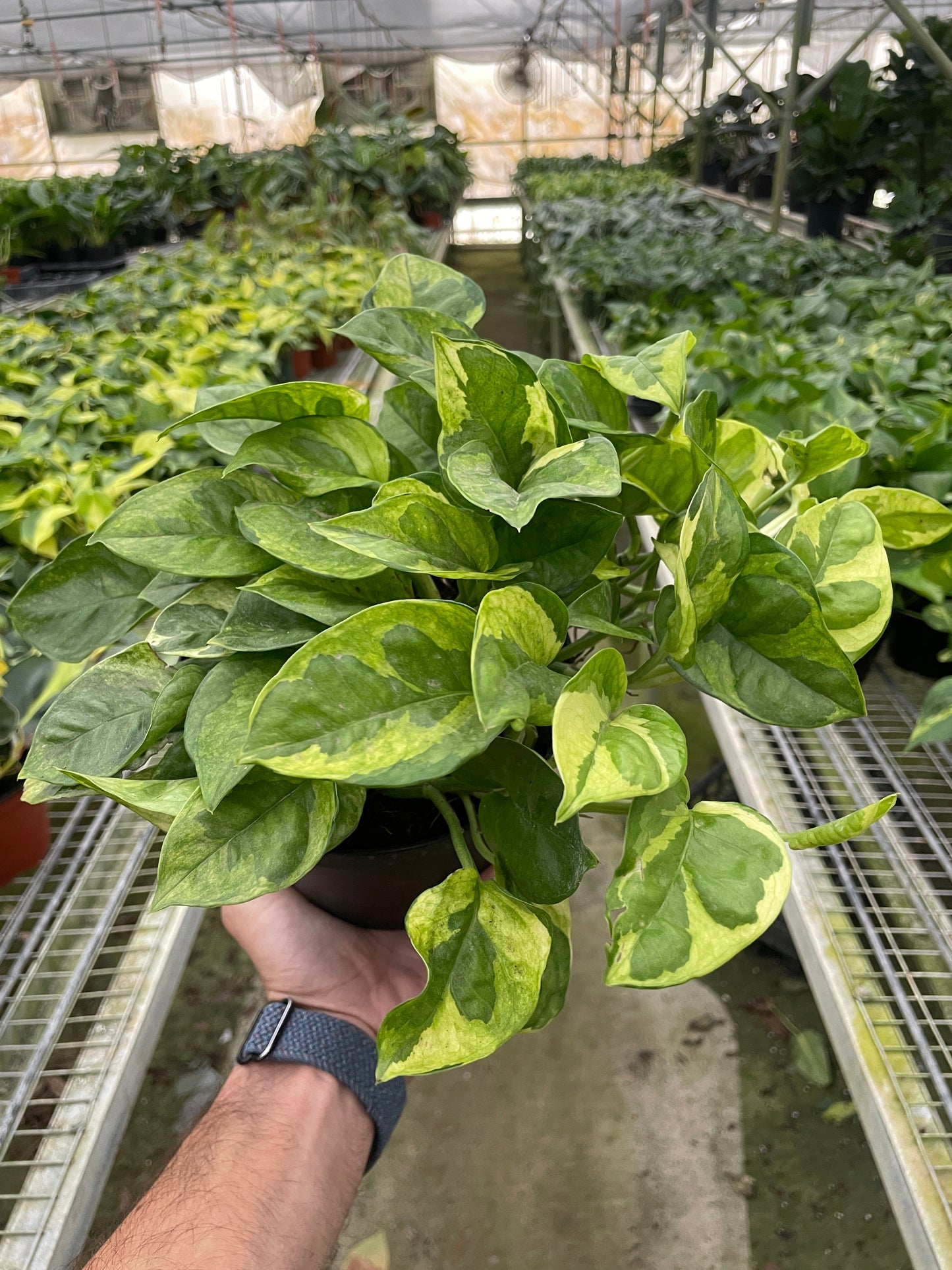 Pothos Lemon Meringue Epipremnum aureum Devil's 6" Pot Ivy Live plant