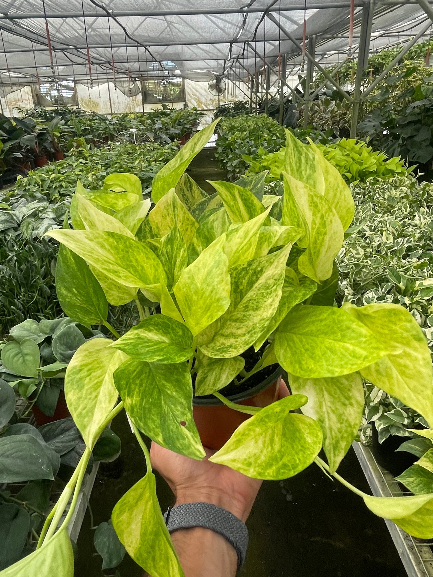 Pothos Neon Marble Queen Epipremnum aureum Devil's Ivy Live Plant Multiple Sizes Available