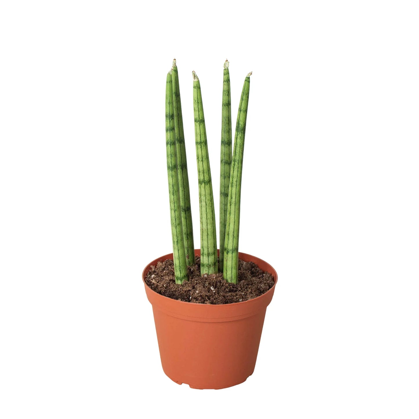 Sansevieria Cylindrica Snake Plant Live Plant Multiple Sizes Available