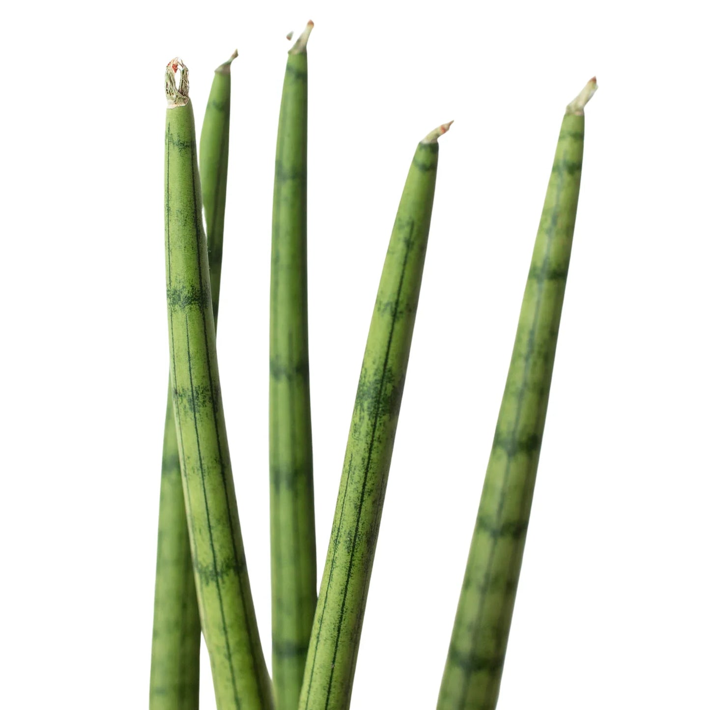 Sansevieria Cylindrica Snake Plant Live Plant Multiple Sizes Available