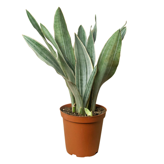 Sansevieria Sayuri Snake Plant Live Plant Multiple Sizes Available